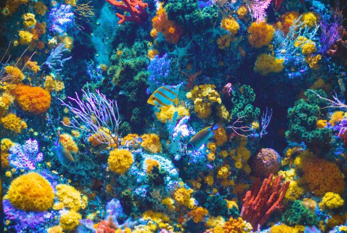 Bright Aquatic picture with bright coloured coral and fish swimming around