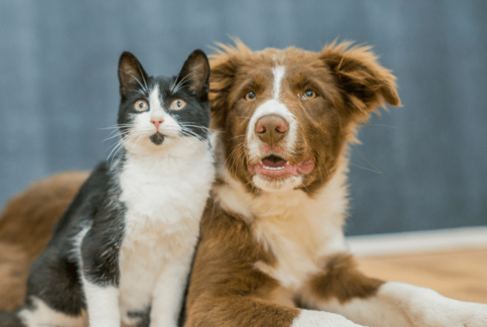 Cat and dog sitting together looking at camera 