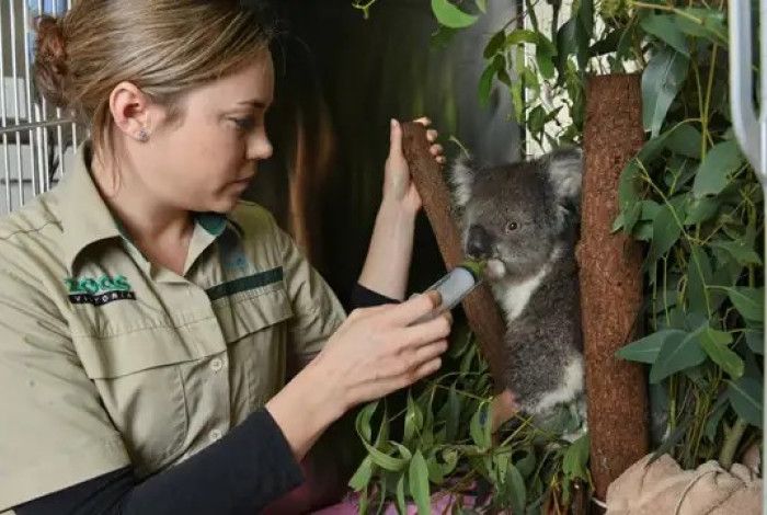 Zookeeper feeding koala with syringe