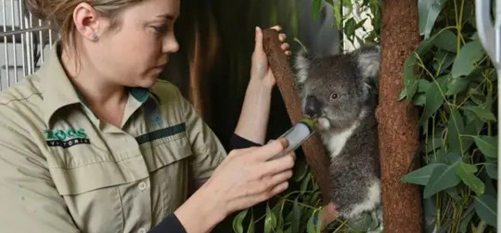 Zookeeper feeding koala with syringe